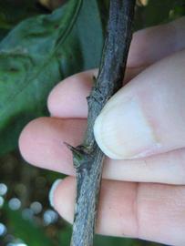              Second - third year twig (Winter Haven,   FL)       