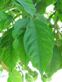            Unifoliolate leaf of  Citrus      limon            (Lisbon, Winter Haven, FL)   