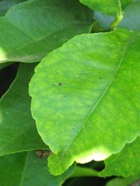              Margin (Riverside, CA)       