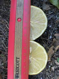              Fruit (Winter Haven, FL)       