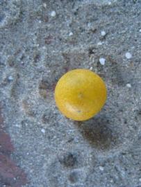              Fruit (Winter Haven, FL)       