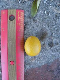              Fruit (Winter Haven, FL)       