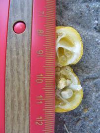              Fruit cross-section (Winter Haven, FL)       