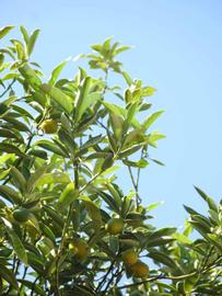              Sun leaves (Winter Haven, FL)       