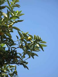              Sun leaves (Winter Haven, FL)       