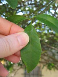             Unifoliolate leaf (Winter Haven, FL)       