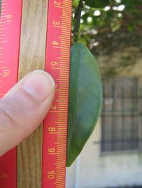              Unifoliolate leaf (Winter Haven, FL)       