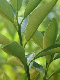            First year twig (Winter Haven, FL)   