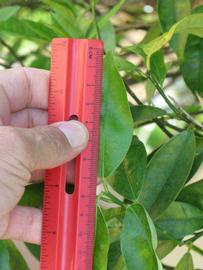              Unifoliolate leaf (Winter Haven, FL)       