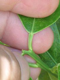              Petiole (Winter Haven, FL)       