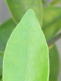              Margin (Winter Haven, FL)       