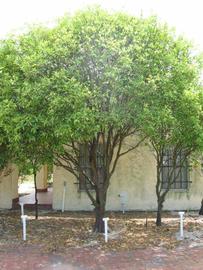            Habit (Winter Haven, FL)   