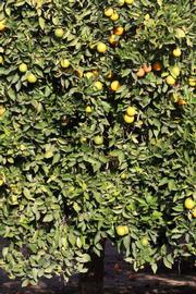            Habit (Riverside, CA)   