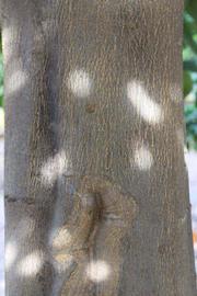              Bark (Riverside, CA)       