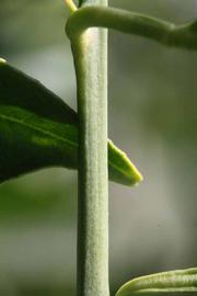              First year twig (Riverside, CA)       