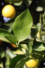            Unifoliolate leaf (Riverside, CA)   