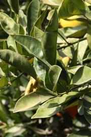            Sun leaves (Riverside, CA)   