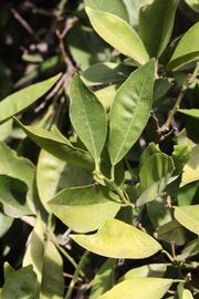            Sun leaves (Riverside, CA)   