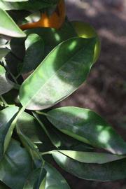              Unifoliolate leaf (Riverside, CA)       