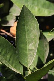              Unifoliolate leaf (Riverside, CA)       