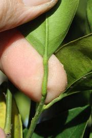              Petiole (Riverside, CA)       