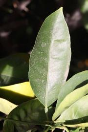              Unifoliolate leaf (Riverside, CA)       