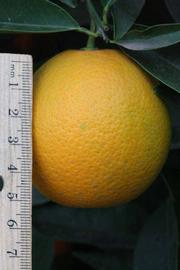              Fruit (Riverside, CA)       