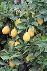            Sun leaves (Riverside, CA)   