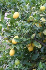            Sun leaves (Riverside, CA)   