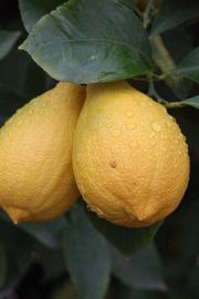              Fruit (Riverside, CA)       