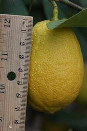              Fruit (Riverside, CA)       