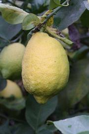              Fruit (Riverside, CA)       