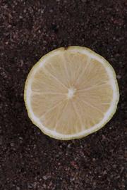              Fruit cross-section (Riverside, CA)       