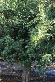            Habit (Riverside, CA)   