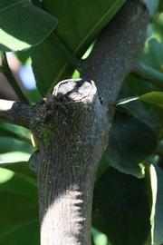              Second - third year twig (Riverside, CA)       