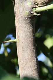              Second - third year twig (Riverside, CA)       