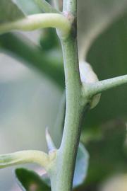            First year twig (Riverside, CA)   