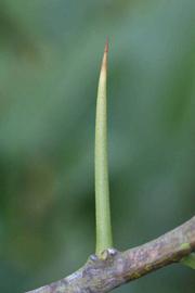              Thorn (Riverside, CA)       