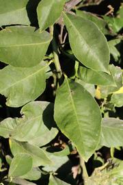              Sun leaves (Riverside, CA)       