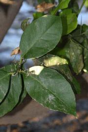            Shade leaves (Riverside, CA)   