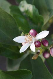              Flower (Riverside, CA)       