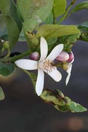              Flower (Riverside, CA)       