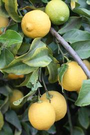                 Fruit (Lupe, Riverside, CA)       