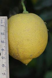                 Fruit (Lupe, Riverside, CA)       