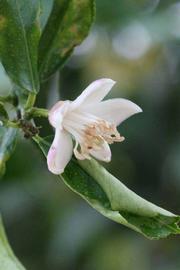                 Flower (Lupe, Riverside, CA)       