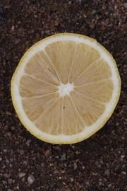                 Fruit cross-section (Lupe, Riverside,   CA)       