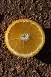              Fruit cross-section (Riverside, CA)       