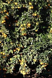            Habit (Riverside, CA)   