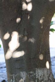              Bark (Riverside, CA)       