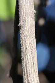              Second - third year twig (Riverside, CA)       